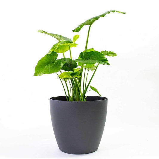Greenline Manufacturing Memphis 18" Round Indoor Floor Planter Pot – Lightweight & Durable Plastic, Modern Design, Made in USA, Recyclable Large Plant Container for Home & Office Décor (Black)