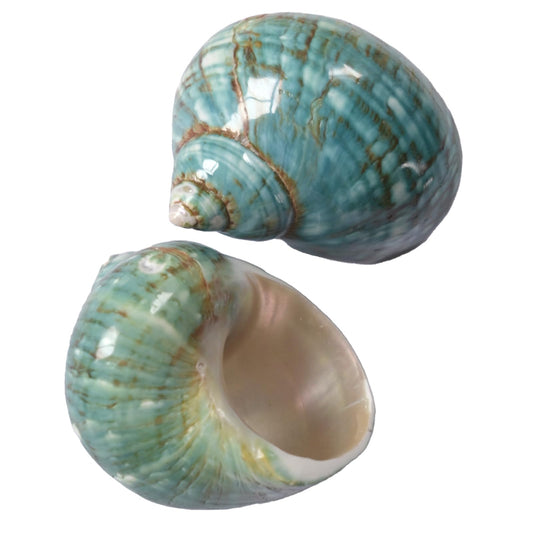 2pcs Medium Hermit Crab Shells, M Size Opening 1", Natural Sea Conch, Turbo Seashells for Hermit Crab Supplies and Beach Aquarium Decoration Sea Shell (2pcs Green, M)
