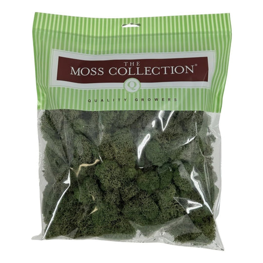 Quality Growers - Preserved Reindeer Moss - Moss for Crafts, Home Decor, Art, Design & DIY Projects - Non-Toxic - USA Made (Basil, Medium)