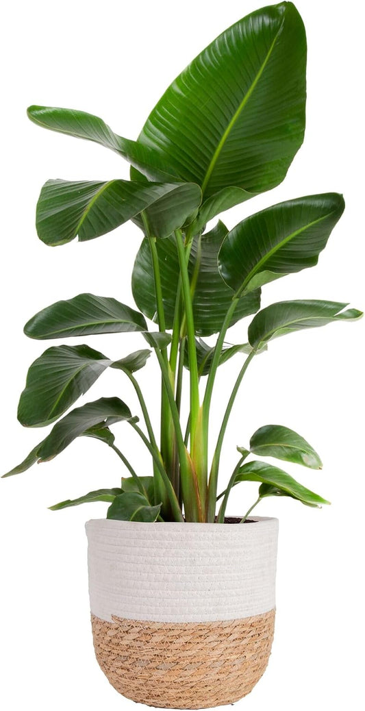 2-3 Costa Farms White Bird of Paradise Live Plant in Decorative Pot, Large Indoor Houseplant, Perfect for Home, Room