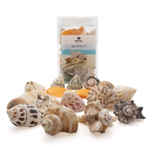 Royal Imports Sea Shells Natural Beach Assorted Seashells, Theme Party Mixed Wedding Decoration, DIY Crafts Fish Tank Aquarium Ocean Vase Filler Party Supplies, Large (3-4 in), 1 LB