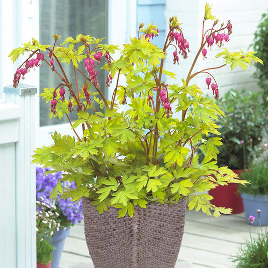 VAN ZYVERDEN Bleeding Heart Patio Kit with Decorative Ratten Planter, Planting Medium and 1 Root, Pink