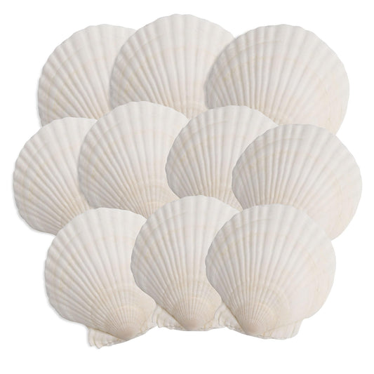OTNBGSR 10PCS Scallop Shells, 4''-5'' White Seashells,for DIY Crafts, Painting, Ocean Themed Parties and Home Decorations.