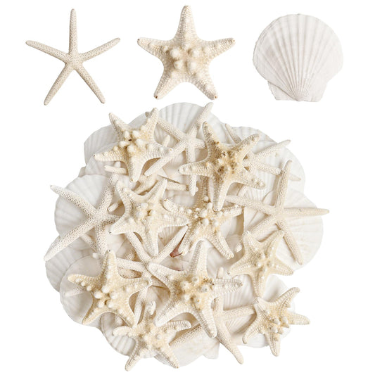 HAPYSHOOP 16 Pieces Starfish and Scallop Shells for Crafts 2.6"-3.8" Large Seashells Natural Sea Shells for Crafts Christmas Decor Beach Party Wedding Fishtank