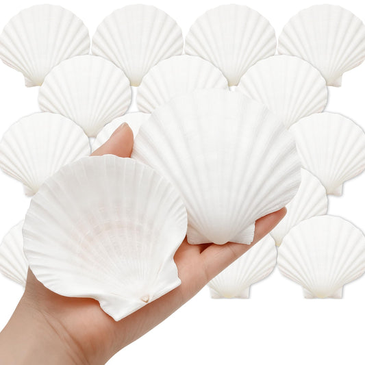 Denking 20 PCS Scallop Shells 3.5-4 inch Natural White Seashells for DIY Painting, Craft, Baking, Beach Wedding & Home Decor(20PCS 3.5"-4")
