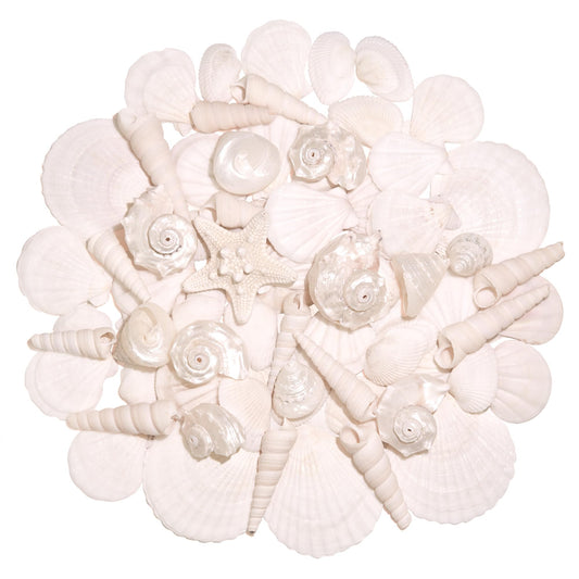 WeDoSoy Silver White Sea Shell Mixed Ocean Shells Set, 1.2"-2.6" Various Sizes Natural Seashell & Starfish for Beach Themed Decor, DIY Crafts, Vase Fillers, Fish Tank, Home, Wedding & Party Decoration