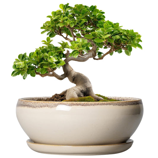 SQOWL Bonsai Tree Pots - 10 Inch Ceramic Succulent Pots, Round Shallow Planter with Drainage Hole and Tray, Bowl Planter for Indoor Outdoor Plants Flowers, Room Decor, Garden Gifts, Beige