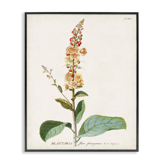 Stupell Industries 'Scientific Botanical Plant', Framed Giclee Art, Black, 16 x 20 Inches, Easy to Hang and Sturdy, Made in USA, by Unknown Artist