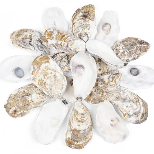 TaoQ C 20 PCS Oyster Shells 4"-5" Large Oyster Shells Natural Seashells for Crafts Beach Theme Party Fish Tank and Vase Filler Home Decoration