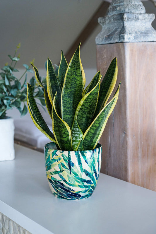Ivyline Monza Botanical Fern Planter 17Cm