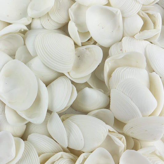 Worlds White Clam Cay Cay Sea Shells for Home Decorations, Party Wedding, DIY Crafts 8OZ