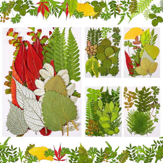 Nuanchu 99 Pieces Bulk Assorted Pressed Leaves for Crafts, Real Dried Leaves for Resin, Plant Herbarium Flowers for Art Craft DIY Jewelry Decoration Handmade Bookmarks, 5 Bags(Classic Style)