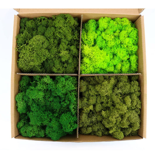 Amoueterno Preserved Moss 4 Color Reindeer Moss,Total 14OZ Each Color 3.5OZ, Natural Real Green Moss DIY Kit Moss Crafts Art Wall Decor Florist Decor Forest Green/Yellow Green/Leaves Green/Grass Gree